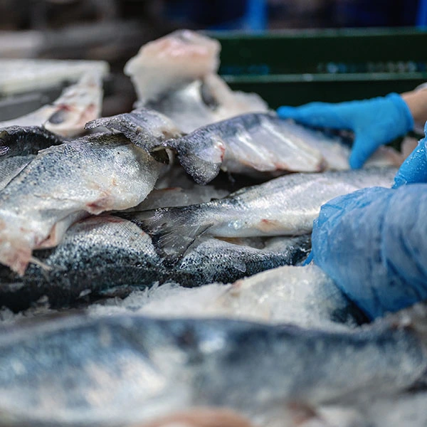 Обработанные морепродукты Обработанные морепродукты