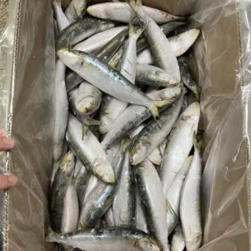 Замороженная сардина целиком