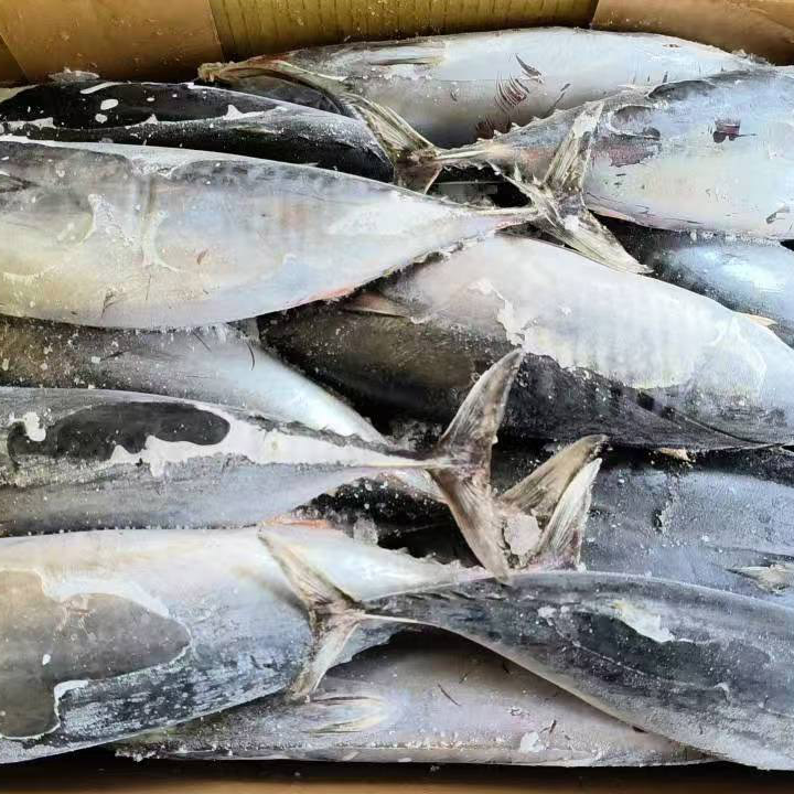 Тунец Бонито морской замороженный круглый