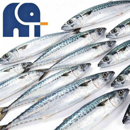 Морская замороженная тихоокеанская скумбрия